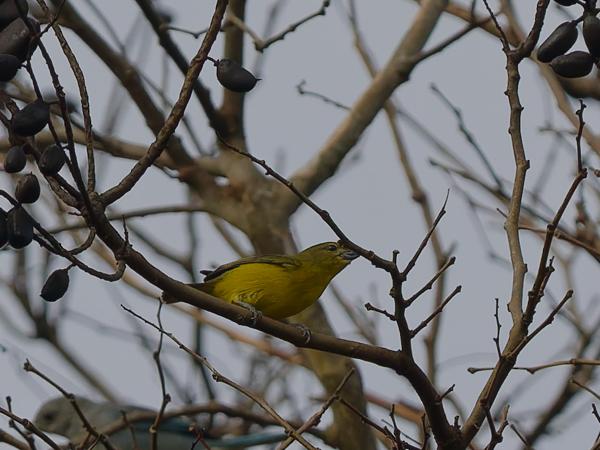 Purperkeelorganist (Euphonia chlorotica)